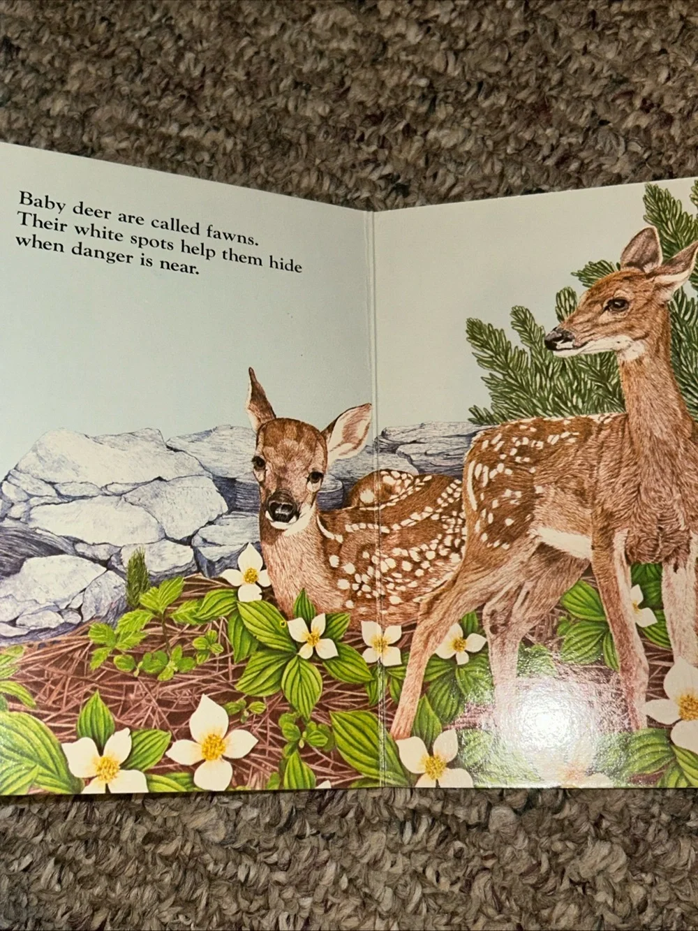 Animals In The Woods By Michele Chopin Roosevelt, Hardcover, 1981